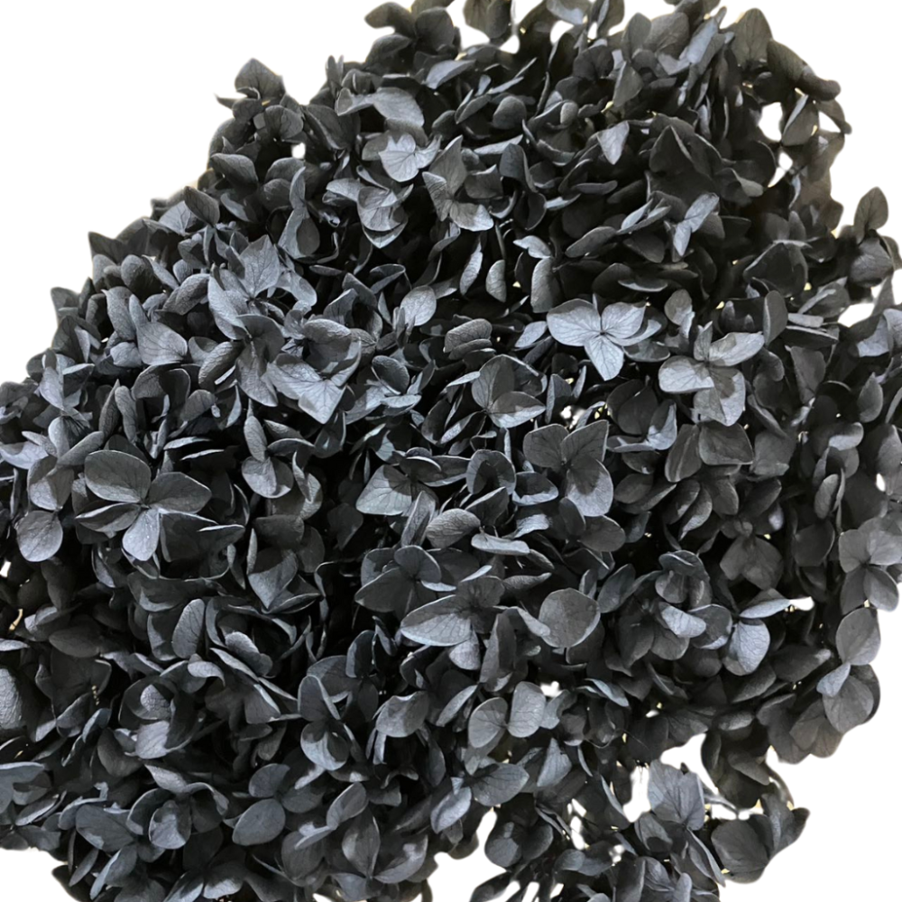 Black Preserved Hydrangea | Wholesale Flowers
